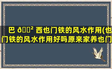 巴 🌲 西也门铁的风水作用(也门铁的风水作用好吗原来家养也门铁还有这样的寓意)